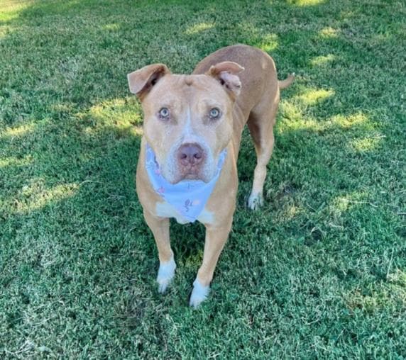Meddy - Pit Bull Terrier