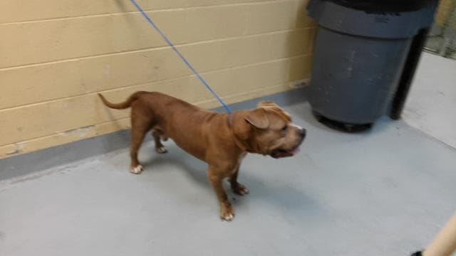 Unknown - Pit Bull Terrier