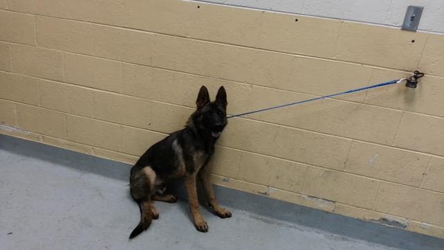 Unknown - German Shepherd Dog