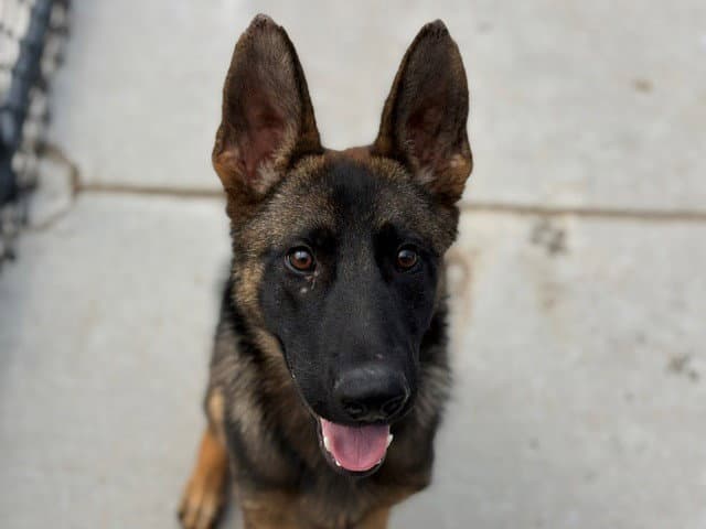 Unknown - German Shepherd Dog