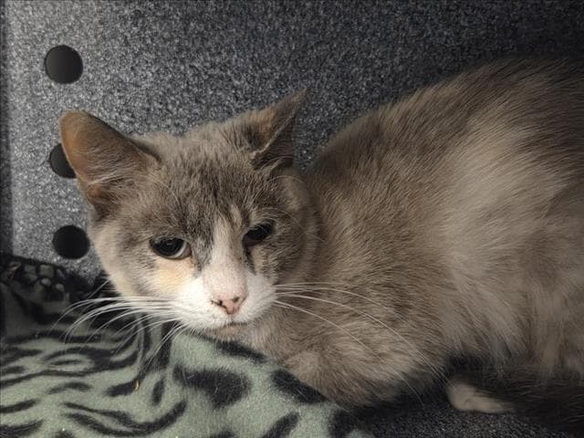 Kellie - Domestic Short Hair