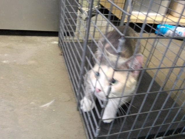 Sandie - Domestic Short Hair