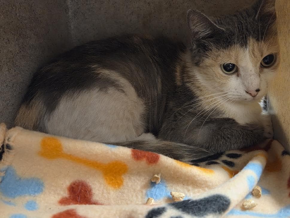 Sandie - Domestic Short Hair