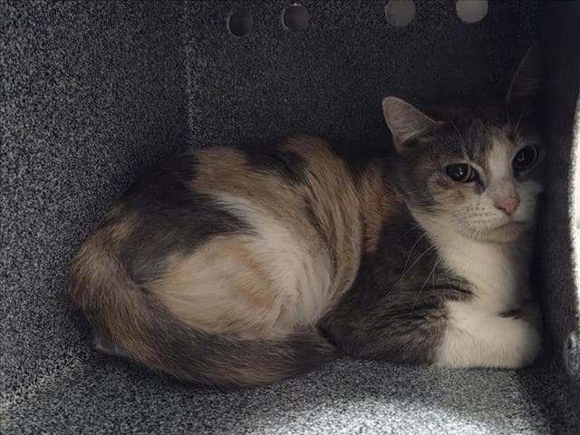 Betty - Domestic Short Hair
