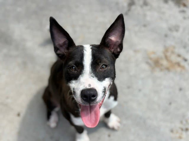 China - Australian Cattle Dog/Blue Heeler