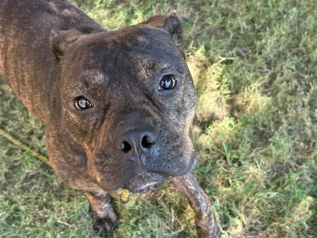 Argo - Pit Bull Terrier