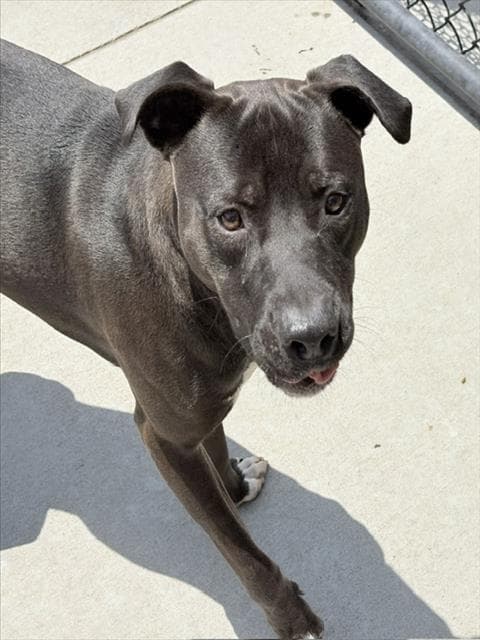 Draco - Pit Bull Terrier