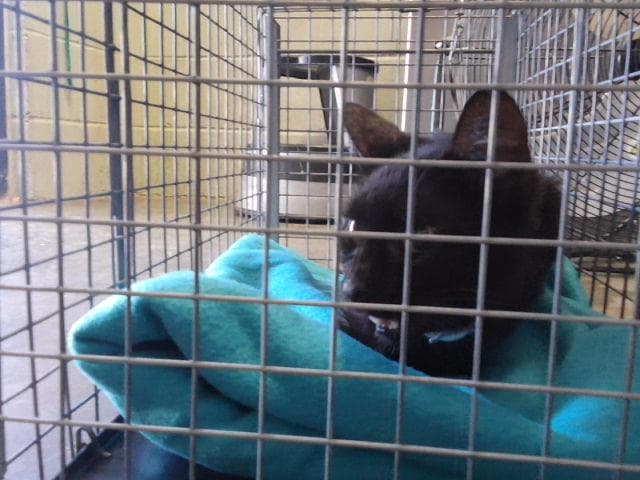 Junix - Domestic Short Hair
