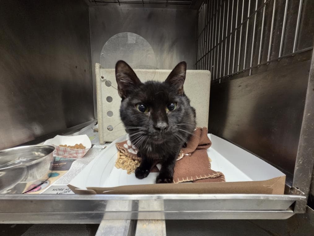 Junix - Domestic Short Hair