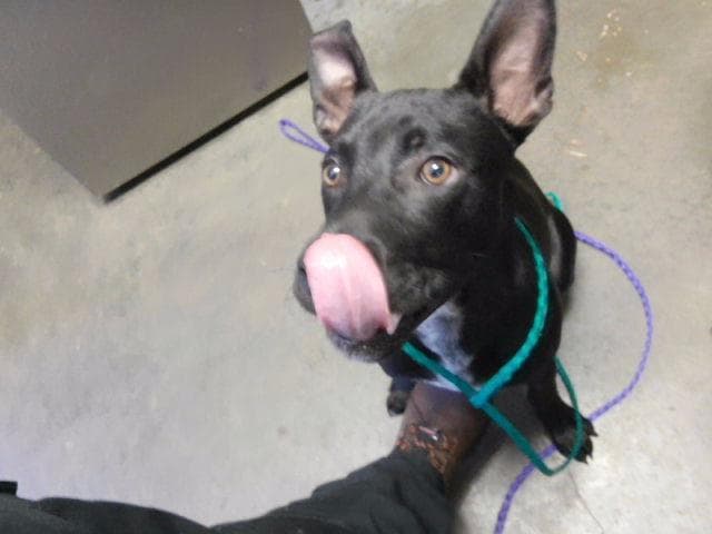 Kodak - Staffordshire Bull Terrier