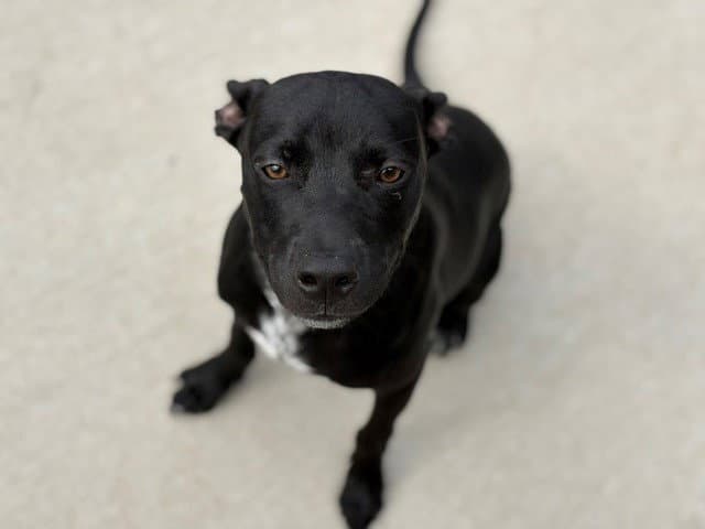 Kodak - Staffordshire Bull Terrier