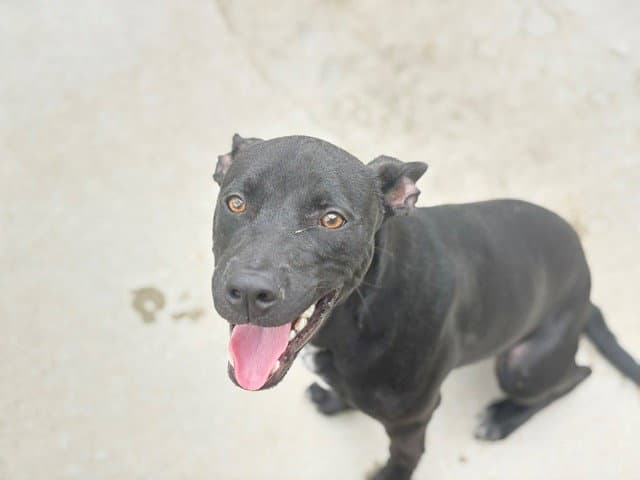 Kodak - Staffordshire Bull Terrier