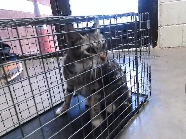 Miami - Domestic Short Hair