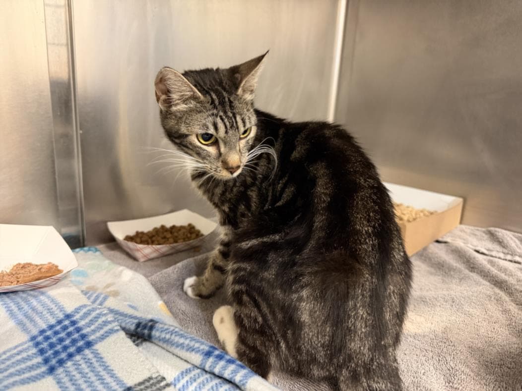 Miami - Domestic Short Hair