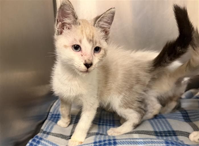 Snow Shoe - Domestic Short Hair