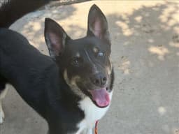 Gizmo image 1