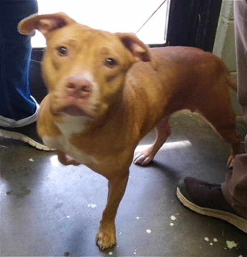 Honey - Pit Bull Terrier
