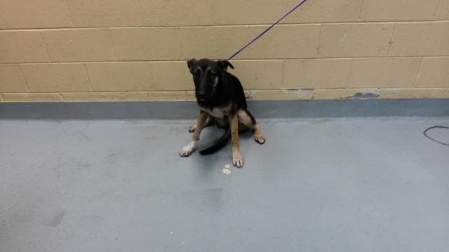Mj - German Shepherd Dog