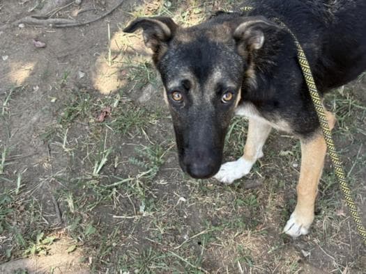Mj - German Shepherd Dog