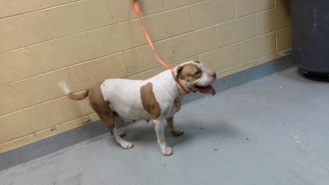 Rouge - Pit Bull Terrier