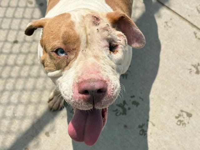 Rouge - Pit Bull Terrier