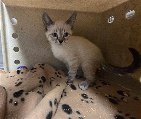 Sierra - Domestic Short Hair