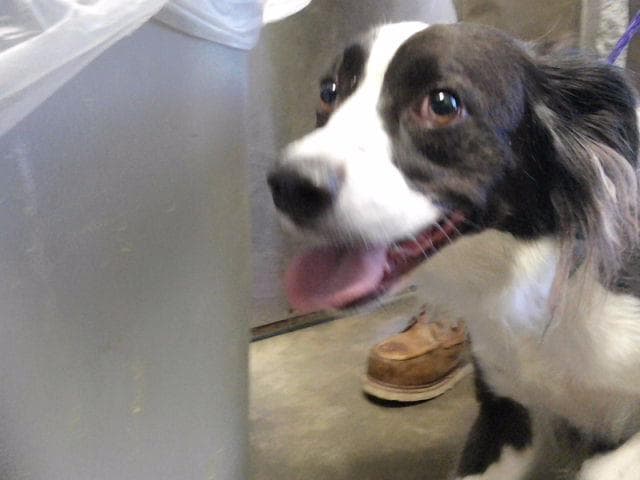 Edgar - Australian Cattle Dog/Blue Heeler