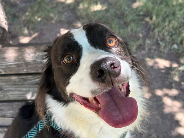 Edgar - Border Collie