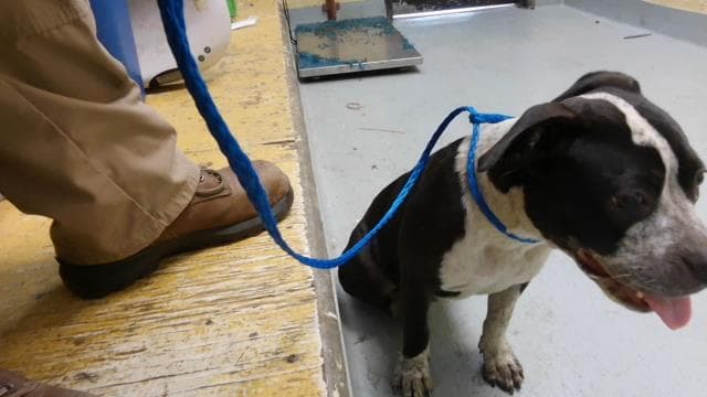 Rain - Pit Bull Terrier