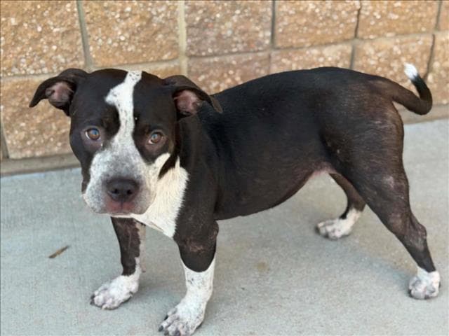 Rain - Pit Bull Terrier