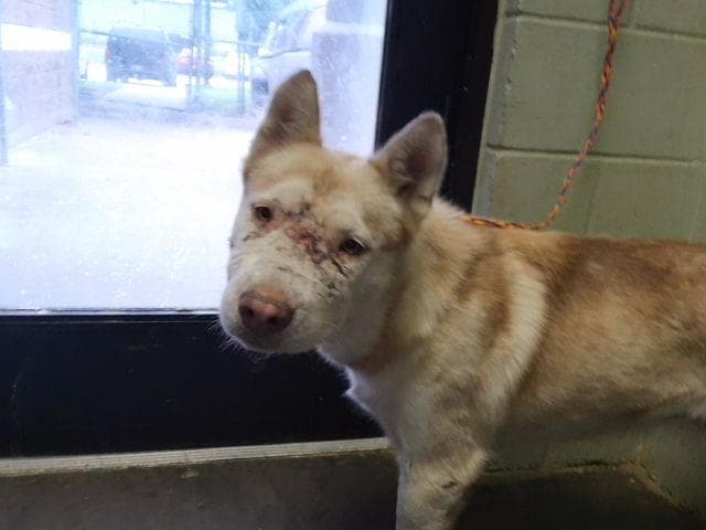 Birmingham - Siberian Husky