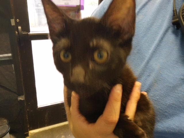 Black Betty - Domestic Short Hair