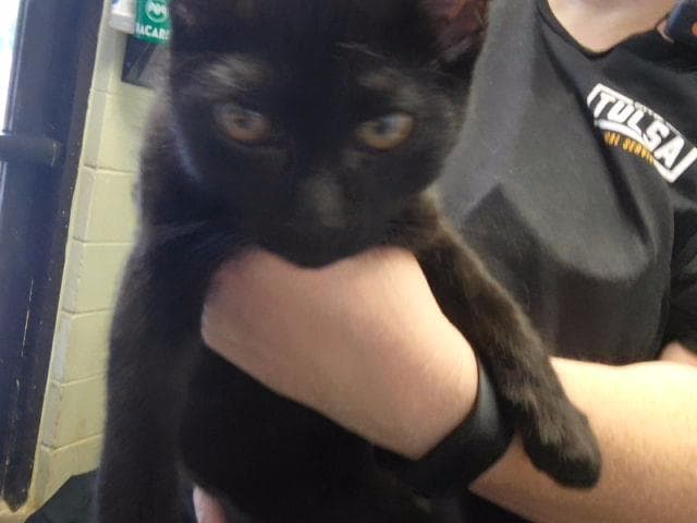 Relevet - Domestic Short Hair