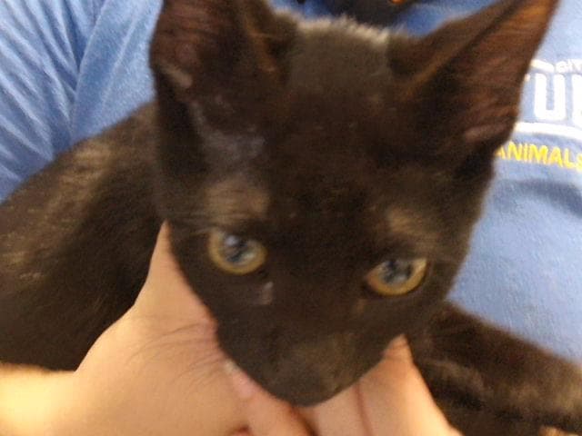Lam - Domestic Short Hair