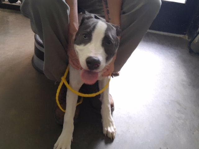 Chester - Pit Bull Terrier