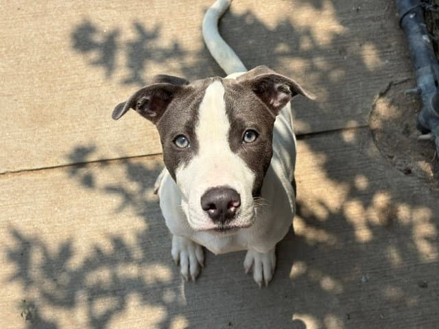 Chester - Pit Bull Terrier