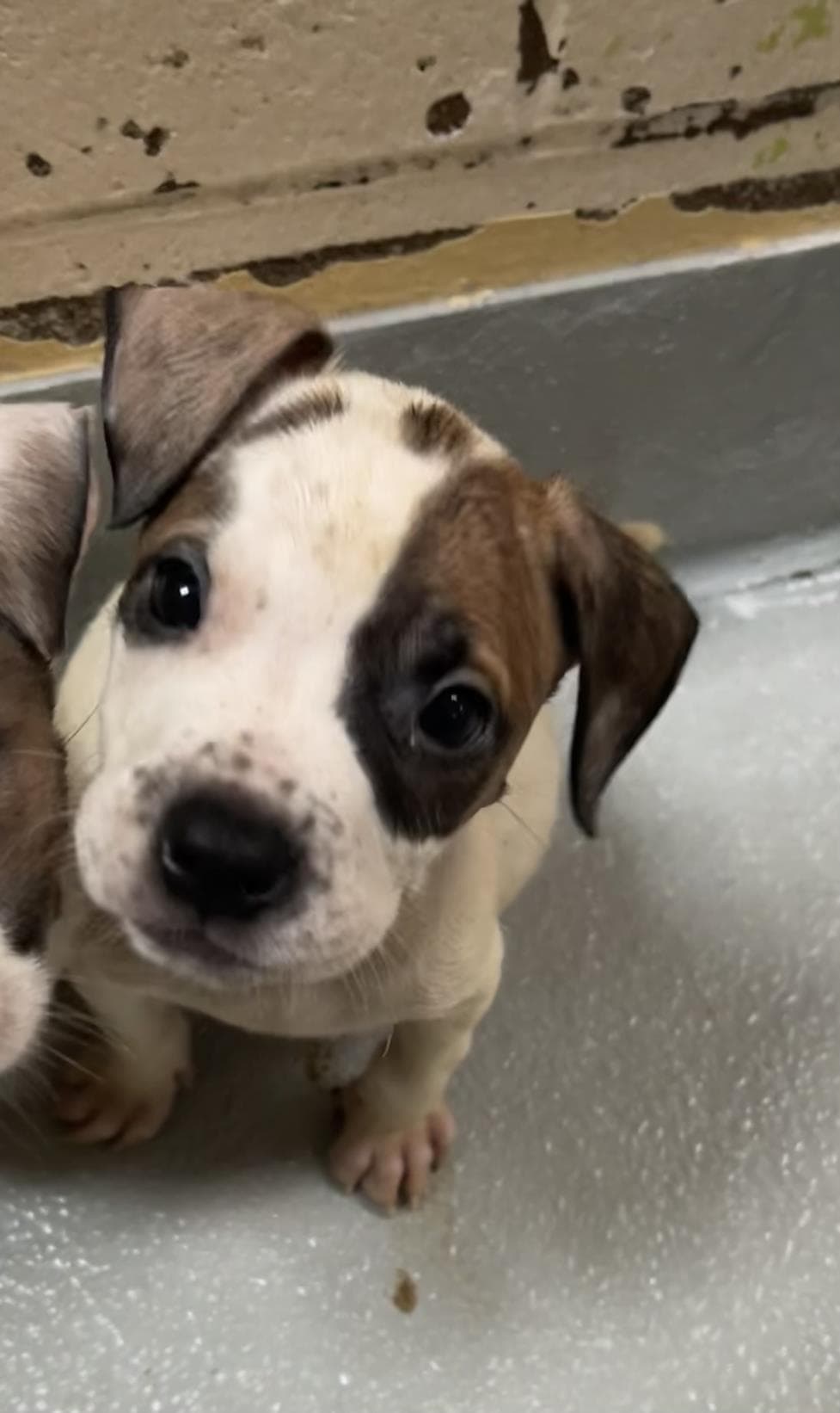 Stream - Pit Bull Terrier