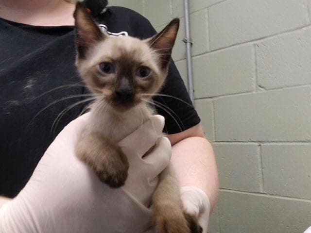 Topaz - Siamese