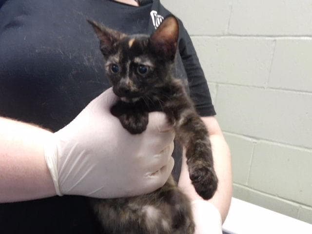 Diamond - Domestic Short Hair