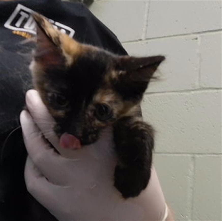 Sunstone - Domestic Short Hair