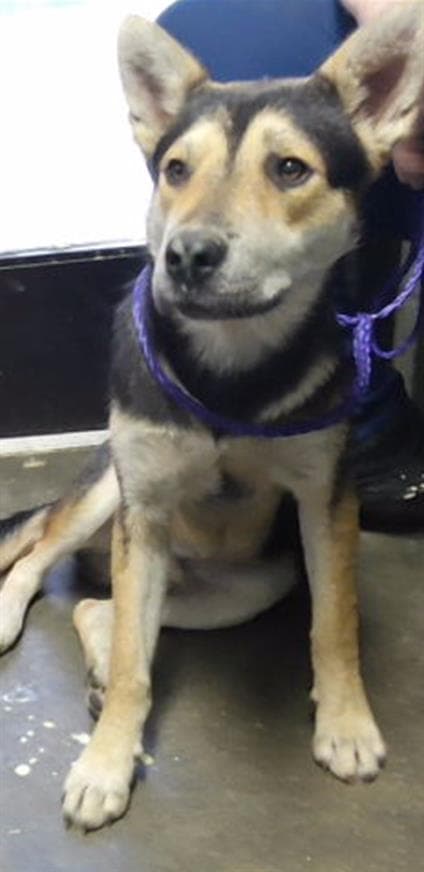Potato - German Shepherd Dog