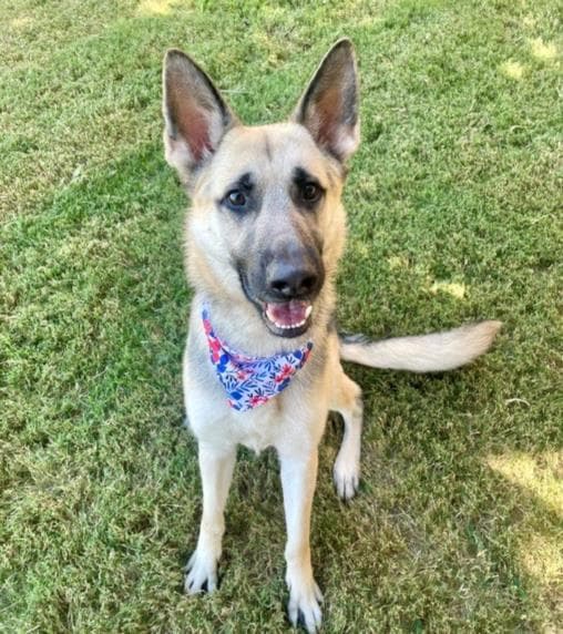Oreily - German Shepherd Dog