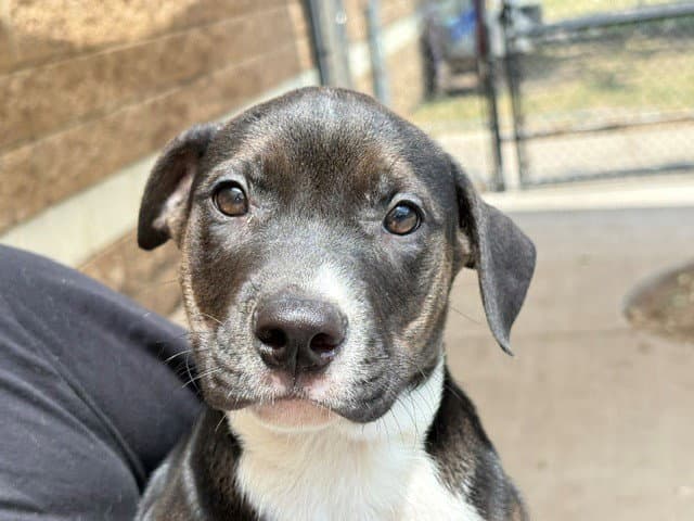 Barry Cade - Pit Bull Terrier