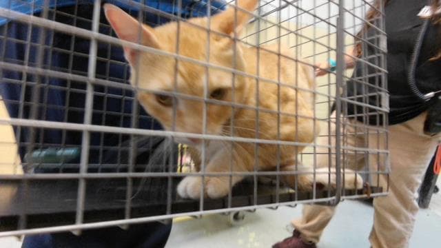 Willy - Domestic Short Hair