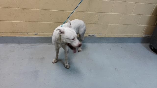 Atticus - Pit Bull Terrier