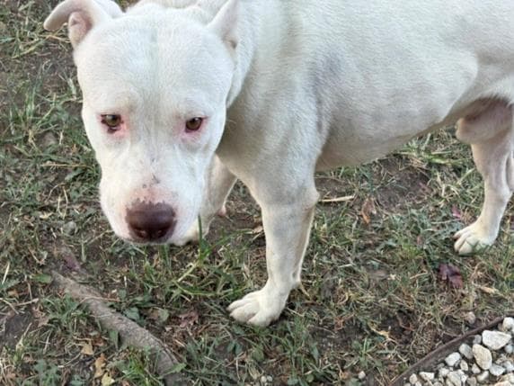 Atticus - Pit Bull Terrier