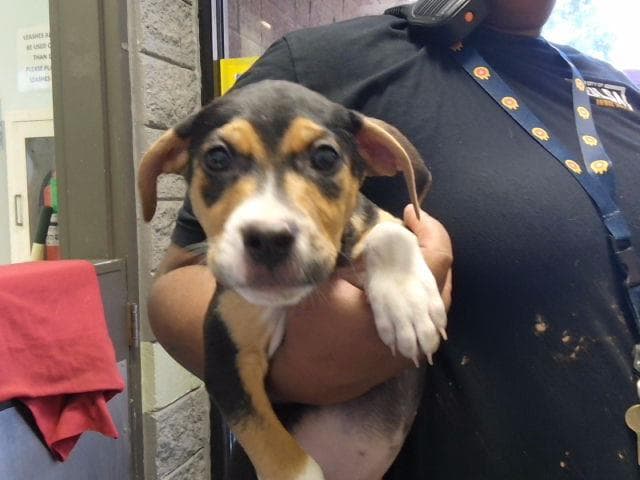Lovey - Pit Bull Terrier