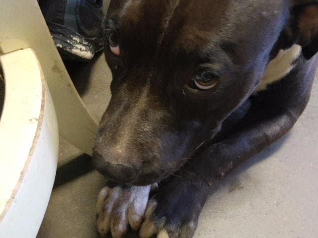 August - Pit Bull Terrier