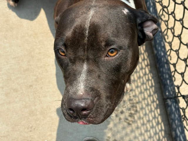 August - Pit Bull Terrier