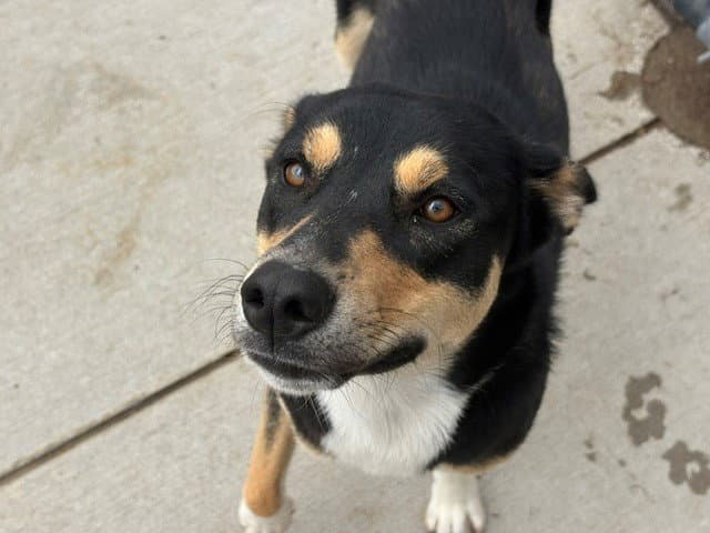 Peaches - German Shepherd Dog